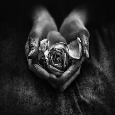 Rosa murcha nas mãos de um ancião de nima.zadshir