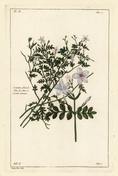 Jasmim comum, Jasminum officinale, Linn de the Younger Dupin