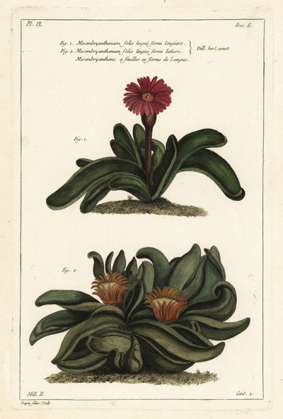 Planta Elkhorn, Rhombophyllum dolabriforme (Calêndula de figo Hatchet-leaved, Mesembryanthemum dolabriforme) de the Younger Dupin