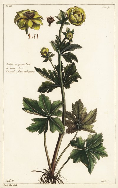 Globeflower, Trollius europaeus, Linn de the Younger Dupin
