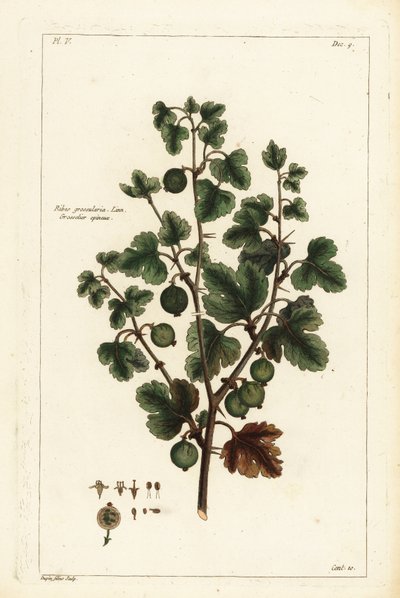 Groselha, groselha-espinhosa, groselha-espinhosa de the Younger Dupin