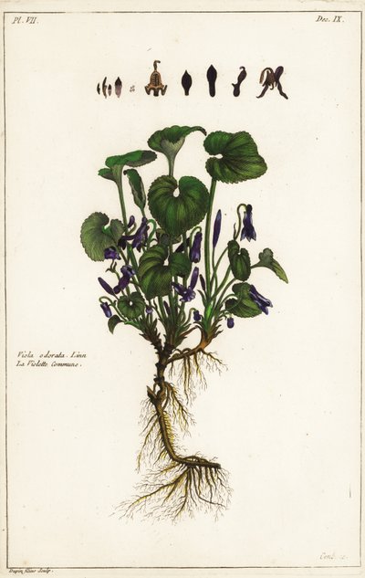 Violeta doce, Viola odorata, Linn de the Younger Dupin