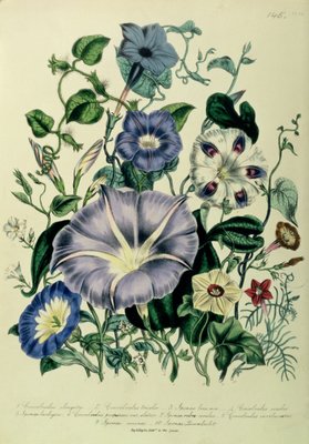 Trepadeira, prato 26 de 'The Ladies' Flower Garden ', publicado em 1842 de Jane Loudon