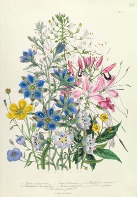 Aciano, prato 15 de 'The Ladies' Flower Garden ', publicado em 1842 de Jane Loudon