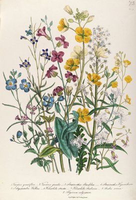 Miosótis e botões de ouro, placa 13 de 'The Ladies' Flower Garden ', publicado em 1842 de Jane Loudon