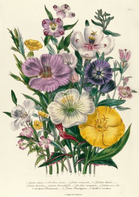 Godetia e Anothera, prato 8 de 'The Ladies' Flower Garden ', publicado em 1842 de Jane Loudon