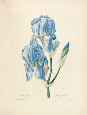 Iris Pallida, gravada por Victor, de 'Escolha das mais belas flores e frutas mais bonitas', vol. II, 1827-33 de Pierre Joseph Redouté