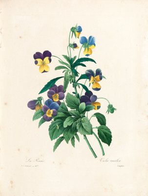 Amor-perfeito, gravado por Langlois, da "Escolha das mais belas flores e frutas mais bonitas", vol. II, 1827-33 de Pierre Joseph Redouté