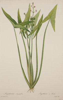 Sagittaria, gravada por Langlois (gravura colorida à mão) de Pierre Joseph Redouté