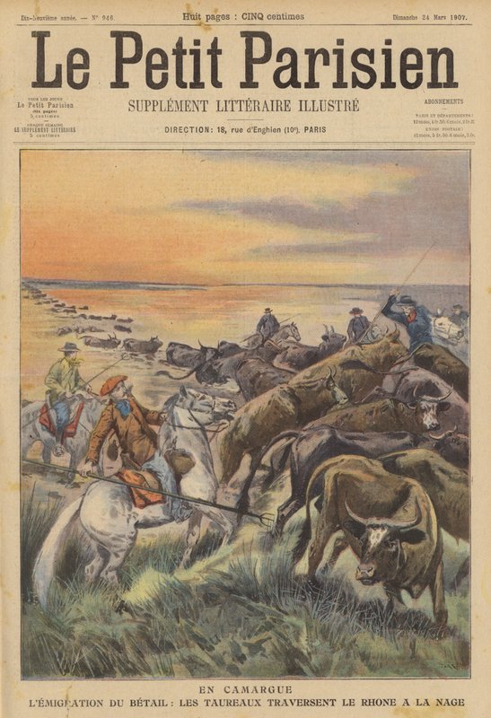 Migração do gado na Camargue: uma manada de touros nadando através do rio Ródano (cor litho) de (after) Carrey