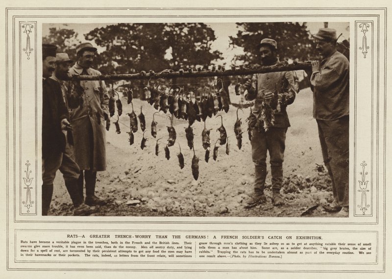Ratos, uma trincheira maior do que a dos alemães! A captura de um soldado francês em exposição (foto a p/b) de (after) English photographer