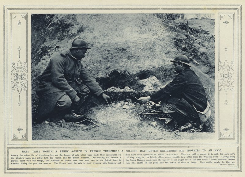 Caudas de ratos que valem um cêntimo cada uma nas trincheiras francesas! Um soldado caçador de ratos entregando os seus troféus a um NCO (foto a p/b) de (after) English photographer