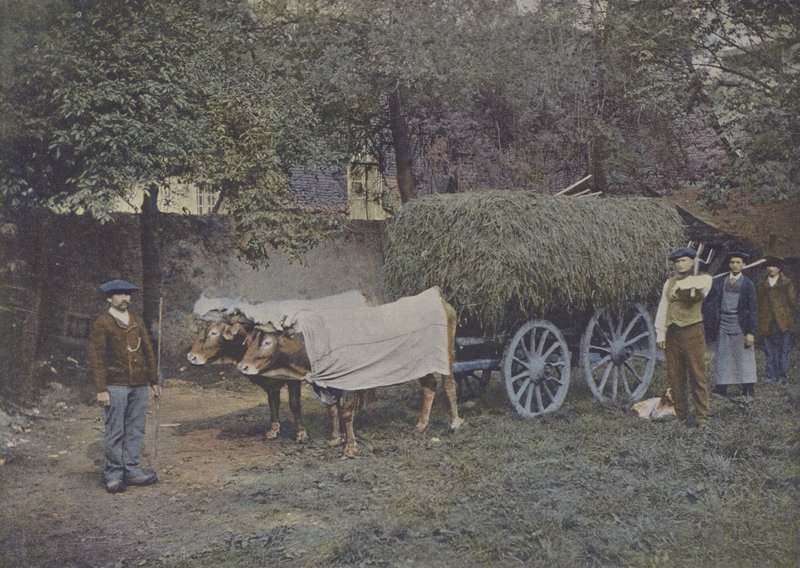 Attelage Bearnais (foto colorida) de (after) French Photographer