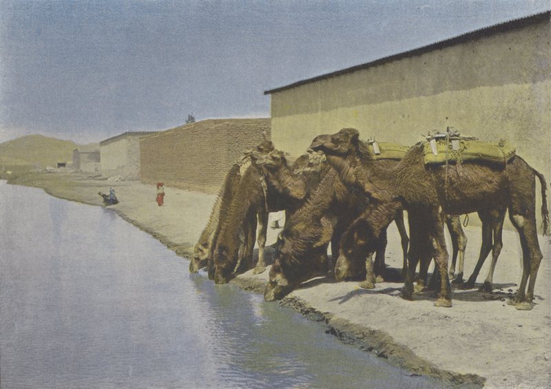 Camelos na margem do rio (foto colorida) de (after) French Photographer