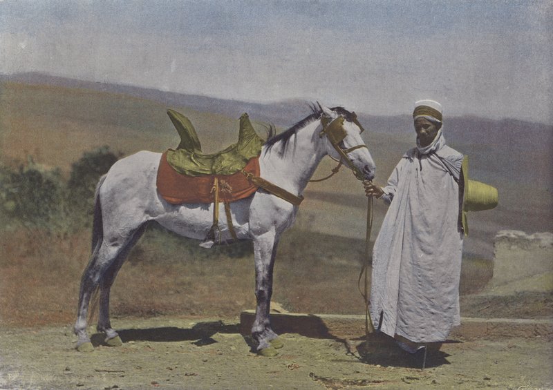 Le Cheval arabe (foto colorida) de (after) French Photographer