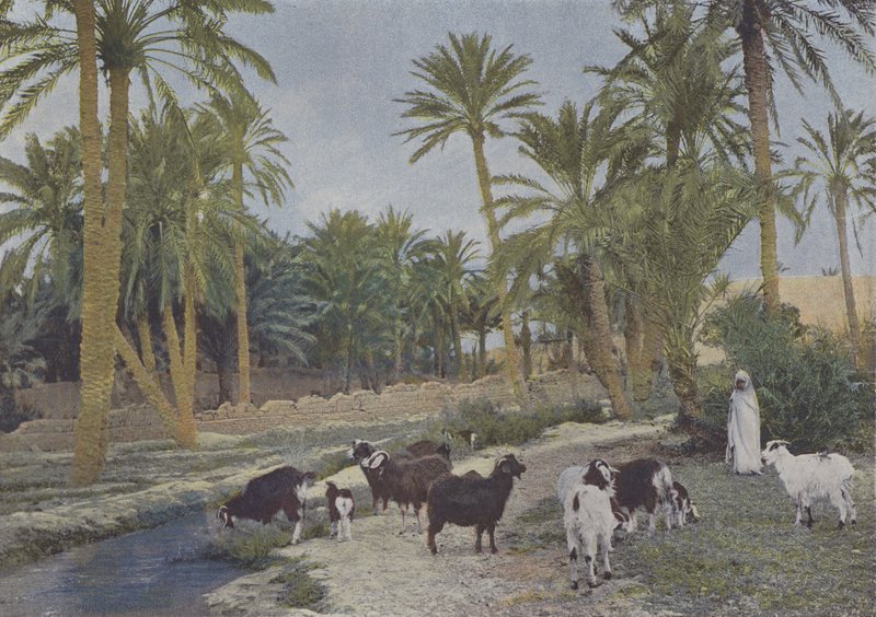 Oasis en Algerie (foto colorida) de (after) French Photographer