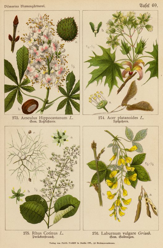 Aesculus Hippocastanum, Acer Platanoides, Rhus Cotinus, Laburnum Vulgare (litografia a cores) de (after) German School