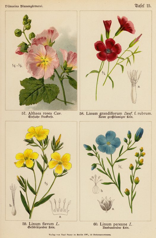 Althaea Rosea, Linum Grandiflorum, Linum Flavum, Linum Perenne (litografia a cores) de (after) German School
