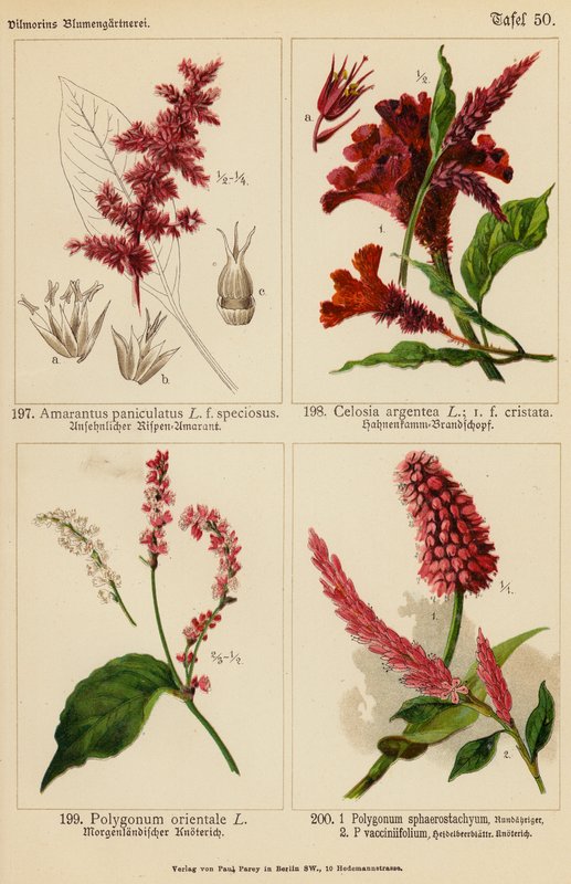 Amarantus Paniculatus, Celosia Argentea, Polygonum Orientale, Polygonum Sphaerostachyum, Polygonum Vacciniifolium (litografia a cores) de (after) German School