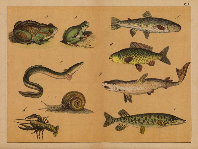 Anfíbios, moluscos e peixes (litografia a cores) de (after) German School
