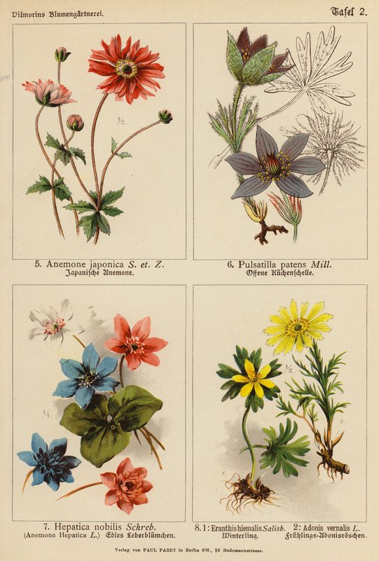 Anémona Japónica, Pulsatilla Patens, Hepatica Nobilis, Eranthis Hiemalis, Adonis Vernalis (litografia a cores) de (after) German School