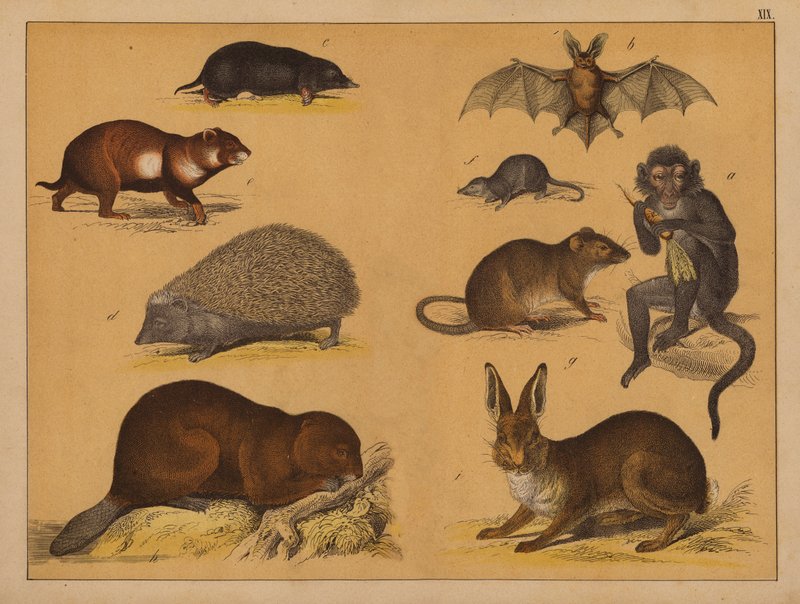 Animais (litografia a cores) de (after) German School