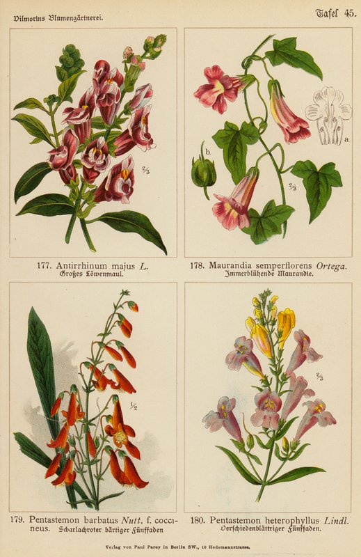 Antirrhinum Majus, Maurandia Semperflorens, Pentastemon Barbatus, Pentastemon Heterophyllus (litografia a cores) de (after) German School