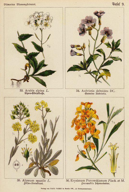 Arabis Alpina, Aubrietia Deltoidea, Alyssum Saxatile, Erysimum Perowskianum (litografia a cores) de (after) German School