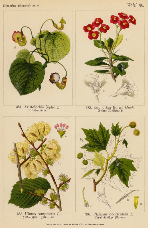 Aristolochia Sipho, Euphorbia Bojeri, Ulmus Campestris, Platanus Occidentalis (litografia a cores) de (after) German School