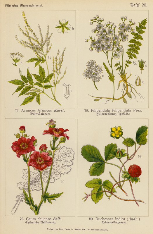 Aruncus Aruncus, Filipendula Filipendula, Geum Chilense, Duchesnea Indica (litografia colorida) de (after) German School