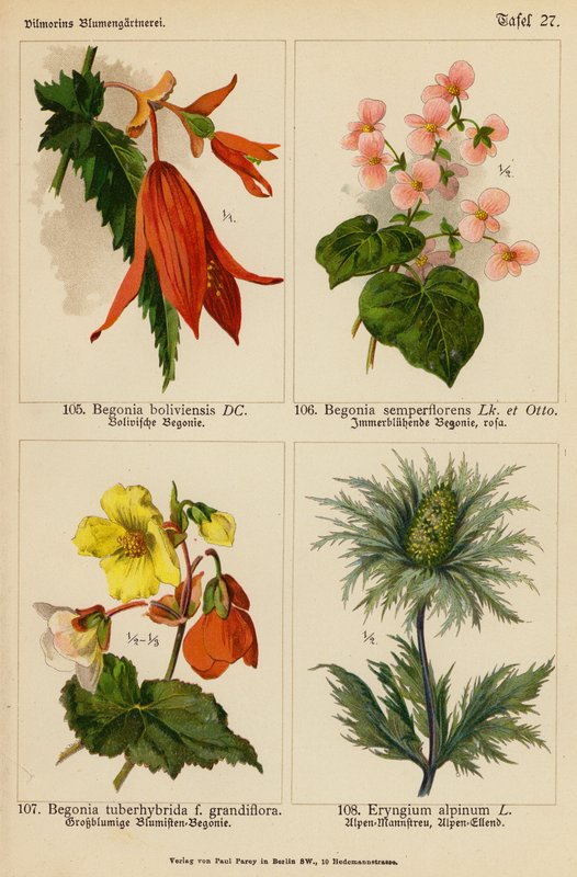 Begonia Boliviensis, Begonia Semperflorens, Begonia Tuberhybrida, Eryngium Alpinum (litografia a cores) de (after) German School
