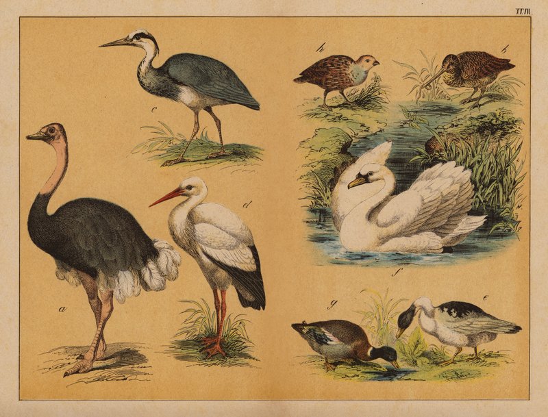 Aves (litografia a cores) de (after) German School