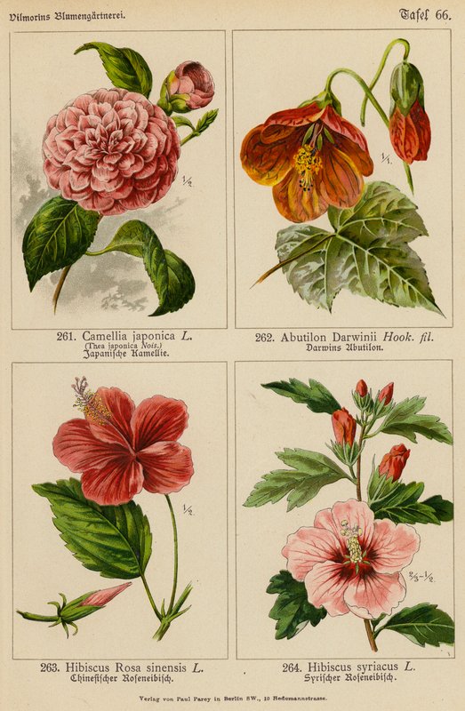 Camélia Japónica, Abutilon Darwinii, Hibiscus Rosa Sinensis, Hibiscus Syriacus (litografia a cores) de (after) German School