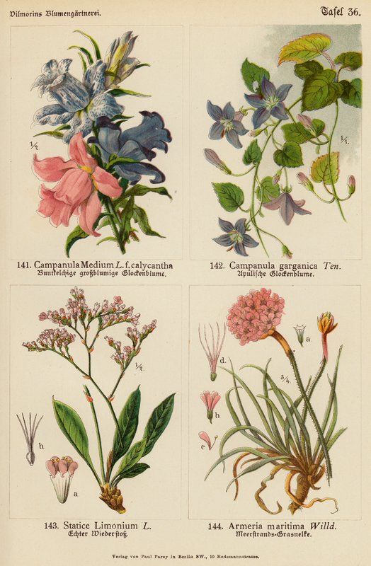 Campanula Medium, Campanula Garganica, Statice Limonium, Armeria Maritima (litografia a cores) de (after) German School