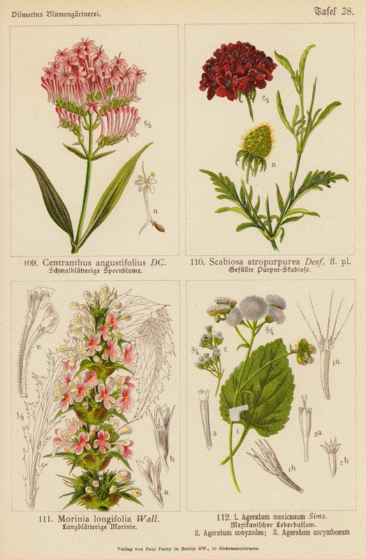Centranthus Angustifolius, Scabiosa Atropurpurea, Morinia Longifolia, Ageratum Mexicanum, Ageratum Conyzodes, Ageratum Corymbosum (litografia a cores) de (after) German School