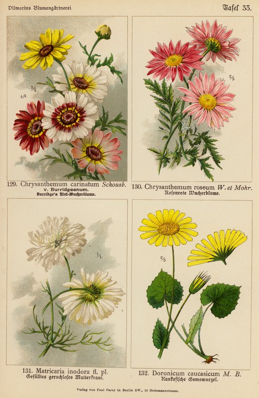 Chrysanthemum Carinatum, Chrysanthemum Roseum, Matricaria Inodora, Doronicum Caucasicum (litografia a cores) de (after) German School