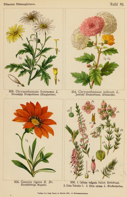 Chrysanthemum Frutescens, Chrysanthemum Indicum, Gazania Rigens, Calluna Vulgaris, Erica Tetralix, Erica Carnea (litografia a cores) de (after) German School