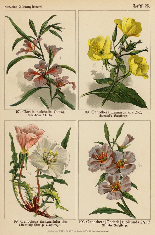 Clarkia Pulchella, Oenothera Lamarckiana, Oenothera Taraxacifolia, Oenothera (Godetia) Rubicunda (litografia a cores) de (after) German School