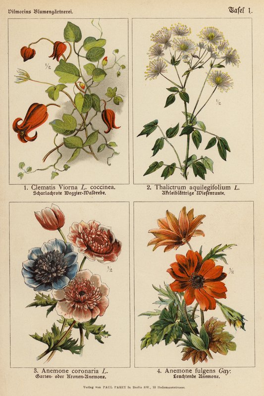 Clematis Viorna, Thalictrum Aquilegifolium, Anemone Coronaria, Anemone Fulgens (litografia a cores) de (after) German School