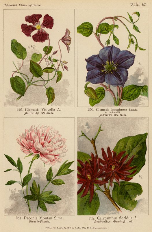Clematis Viticella, Clematis Lanuginosa, Paeonia Moutan Sims, Calycanthus Floridus (litografia a cores) de (after) German School