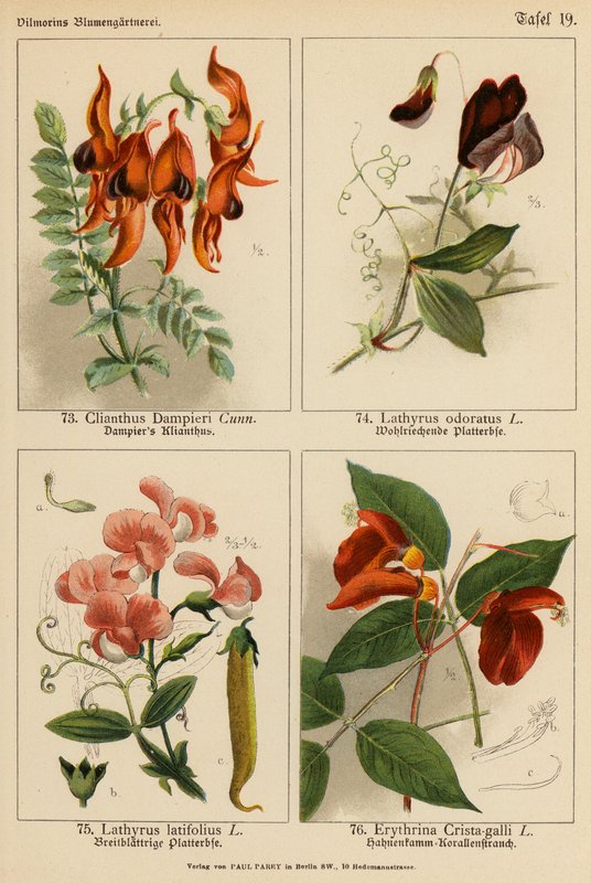 Clianthus Dampieri, Lathyrus Odoratus, Lathyrus Latifolius, Erythrina Crista-galli (litografia a cores) de (after) German School