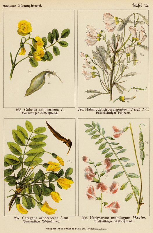 Colutea Arborescens, Halimodendron Argenteum, Caragana Arborescens, Hedysarum Multijugum (litografia a cores) de (after) German School