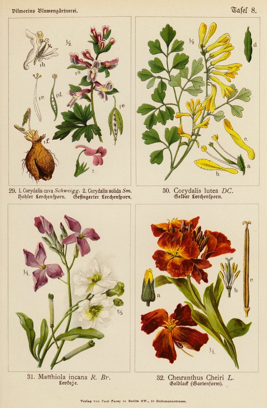 Corydalis cava, Corydalis solida, Corydalis lutea, Matthiola incana, Cheiranthus cheiri (litografia a cores) de (after) German School