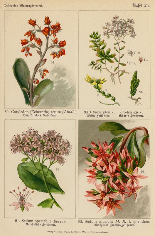 Cotyledon (Echeveria) Retusa, Sedum Album, Sedum Acre, Sedum Spectabile, Sedum Spurium (litografia colorida) de (after) German School