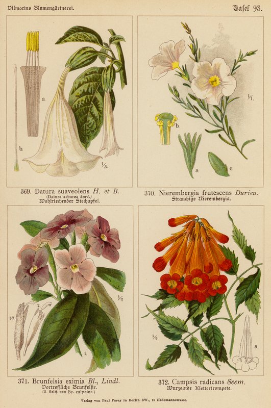 Datura Suaveolens, Nierembergia Frutescens, Brunfelsia Eximia, Campsis Radicans (litografia a cores) de (after) German School