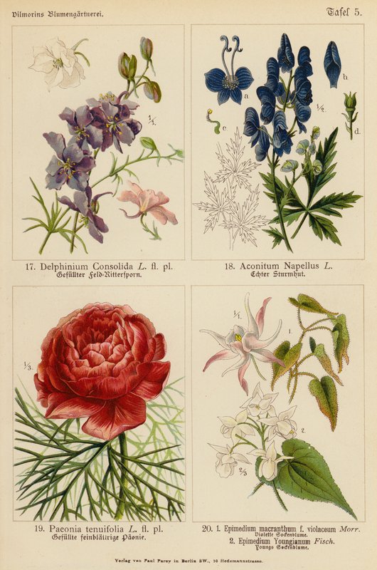 Delphinium Consolida, Aconitum Napellus, Paeonia Tenuifolia, Epimedium Macranthum F Violaceum, Epimedium Youngianum (litografia a cores) de (after) German School
