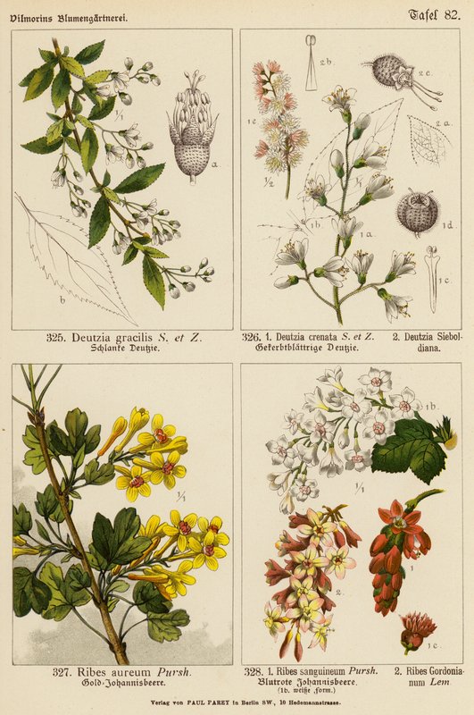 Deutzia Gracilis, Deutzia Crenata, Deutzia Sieboldiana, Ribes Aureum, Ribes Sanguineum, Ribes Gordonianum (litografia a cores) de (after) German School