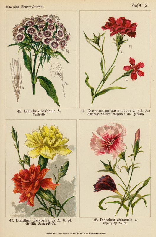 Dianthus Barbatus, Dianthus Carthusianorum, Dianthus Caryophyllus, Dianthus Chinensis (litografia a cores) de (after) German School
