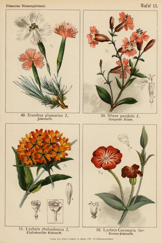 Dianthus Plumarius, Silene Pendula, Lychnis Chalcedonica, Lychnis Coronaria (litografia a cores) de (after) German School