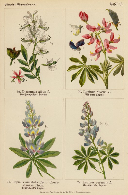 Dictamnus Albus, Lupinus Pilosus, Lupinus Mutabilis, Lupinus Perennis (litografia a cores) de (after) German School